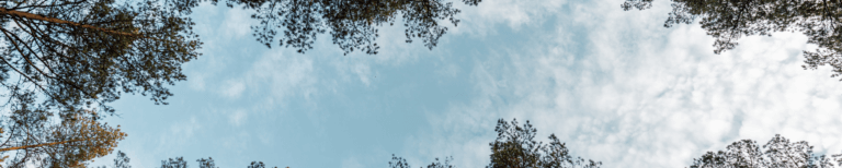 trees and sky