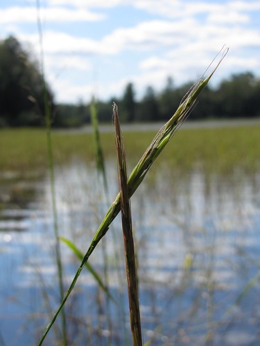 wild rice on river