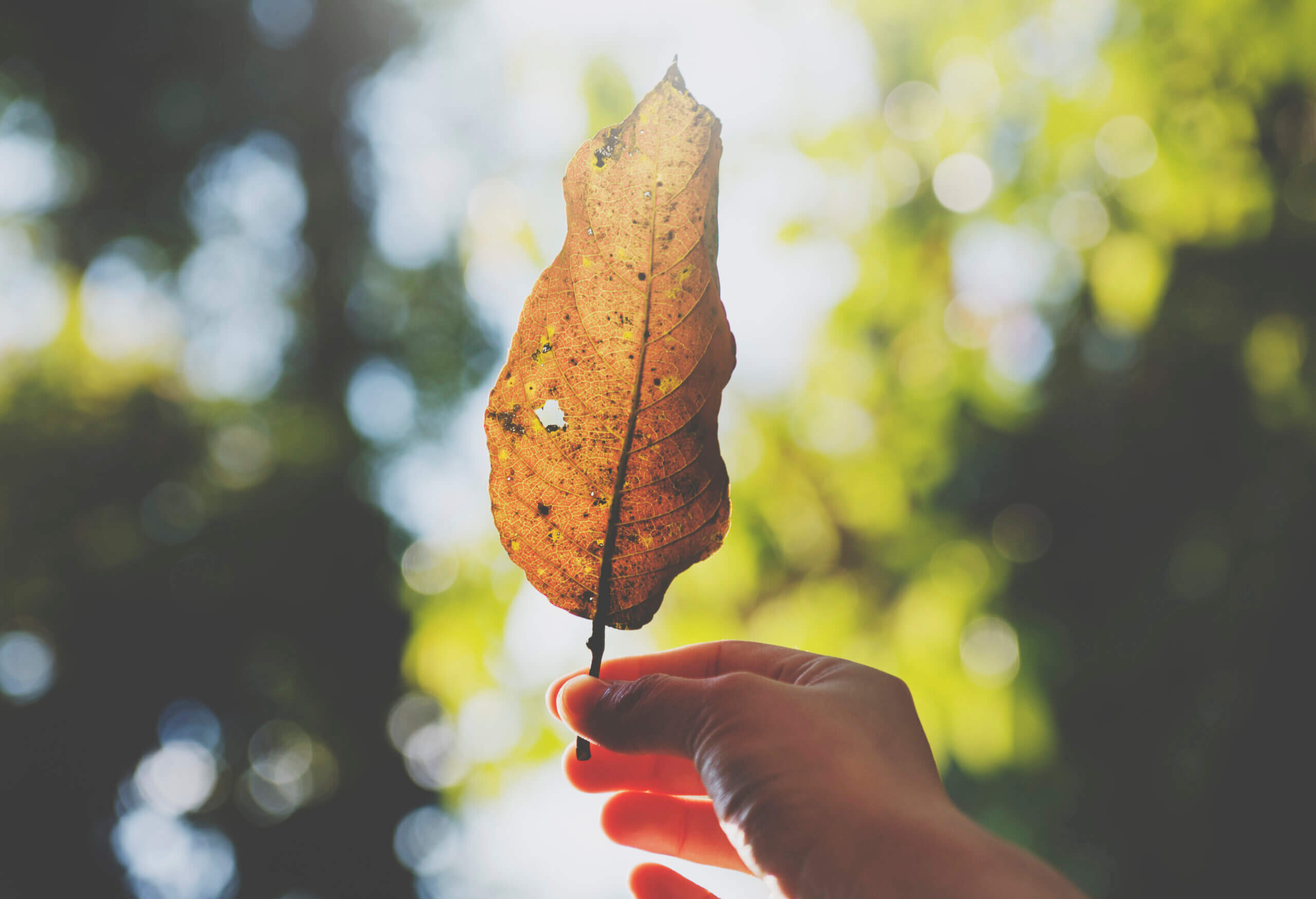 hand holding a leaf with beautiful nature background